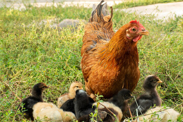 Hen with chicks. Chicken family.
