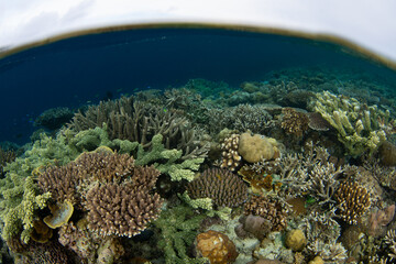 Fototapete bei efototapeten.de bestellen   