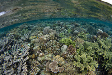 A spectacular variety of marine invertebrates and fish thrive on a shallow coral reef in Raja Ampat, Indonesia. This tropical region supports the greatest marine biodiversity on the planet.