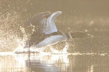 Golden Hour Takeoff of a Common Loon (Gavia Immer).  Iconic water bird flaps and kicks with great...