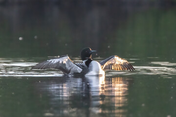 Common Loons (Gavis immer) sunset pose. Wings stretched wide to accept the golden hour on a deep green lake