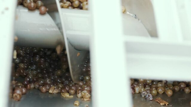 Wine factory, grape processing metal machine squeezing. Making Wine At Winery Grape sheller at the work with white grapes