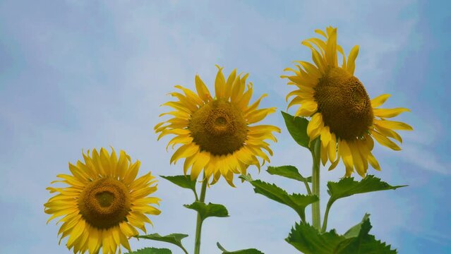 Sunflower in garden field on hill of countryside