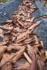 茶色く枯れて側溝に降り積もった落ち葉