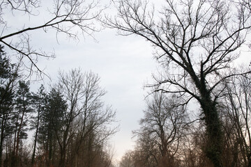 Bare trees form a frame around a misty sky in winter. The sun rises at the lower edge. The light shimmers softly.