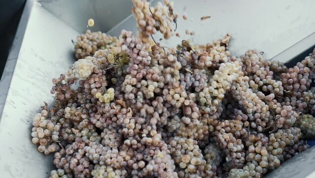 Wine factory, grape processing metal machine squeezing. Making Wine At Winery Grape sheller at the work with white grapes