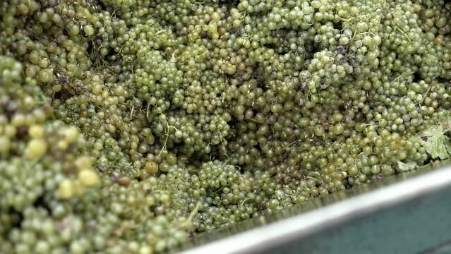 Wine factory, grape processing metal machine squeezing. Making Wine At Winery Grape sheller at the work with white grapes