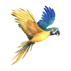 Tropical flying blue-yellow macaw parrot. Hand drawn watercolor botanical illustration. Isolated...