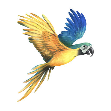 recommend clip art: Tropical flying blue-yellow macaw parrot. Hand drawn watercolor botanical illustration. Isolated element on a white background.