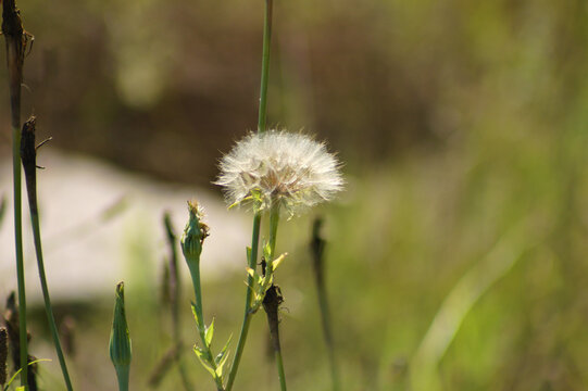 Closeup of fluffy yellow salsify seeds with green blurred plants on background