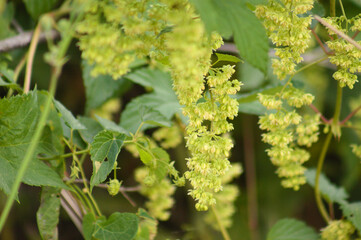 Closeup of common hop inflorescence with selective focus on foreground