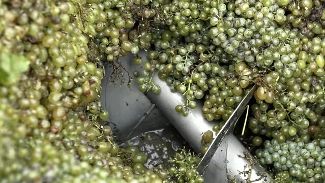 Wine factory, grape processing metal machine squeezing. Making Wine At Winery Grape sheller at the work with white grapes