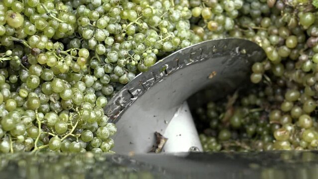 Wine factory, grape processing metal machine squeezing. Making Wine At Winery Grape sheller at the work with white grapes