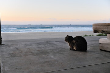 多々戸浜の野良猫　静岡県下田市　Stray cat at Tatado Beach Shimoda City, Shizuoka Pref.