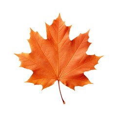 Obraz premium orange maple leaf