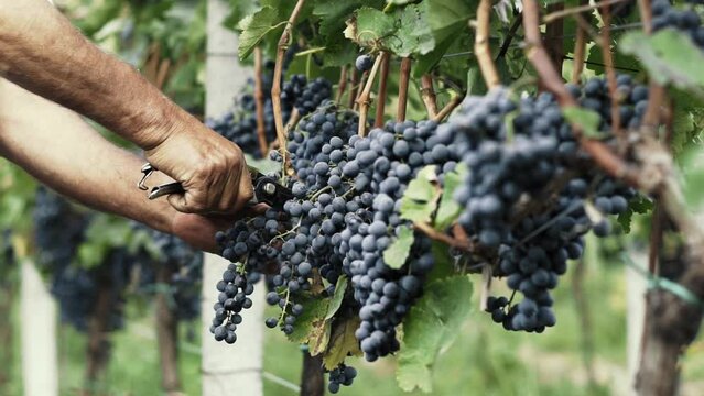 Cutting a bunch of ripe grapes. Harvest and viticulture concept. Grapes harvesting. Close-up of ripe grapes on a vine for the preparation of white wine.