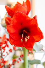 Big red amaryllis winter flowers close up