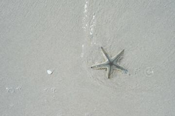 Starfish, a sea creature that was washed up on a white sandy beach, is the perfect seascape.