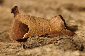 Closeup on a European chocolate-tip moth, Clostera curtula, on wood