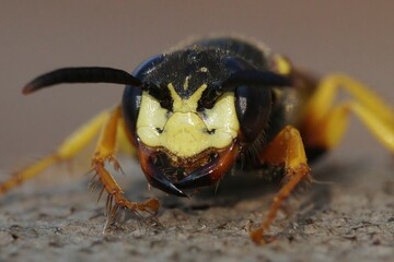 Fierceful facial closed up on the European beewolf, Philanthus triangulum a predator on honeybees