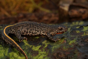 Closeup on a juvenile Balkan crested newt, Triturus ivanbureschi sitting on wood