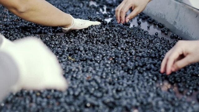 Grapes on the conveyor line at a winery. Conveyor with red wine grape at wine factory. red wine production, alcohol drink. Slow Motion