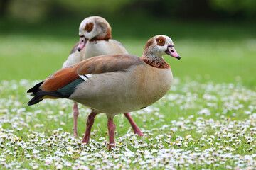 Egyptian goose (Alopochen aegyptiacus) searching food in the field of white daisies and fresh grass in spring season.
