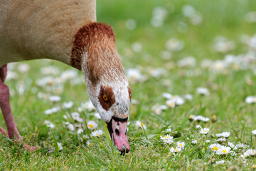 Egyptian goose (Alopochen aegyptiacus) searching food in the field of white daisies and fresh grass in spring season.