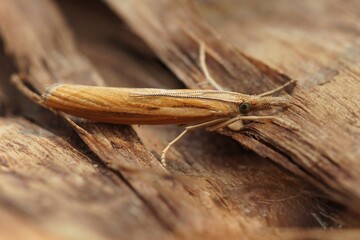 Closeup on a Common grass veneer moth, Agriphila tristella, sitting on wood