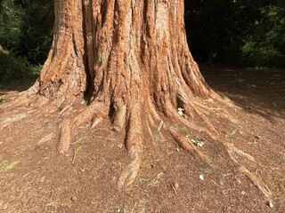 ANCIENT TREE