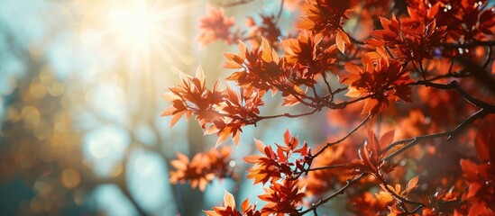 Colorful spring background with sunny day and red leaves on a maple tree branch.