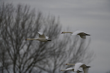 Schwäne im Flug im Winter