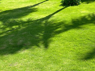 Shadows from palm trees on the lawn.