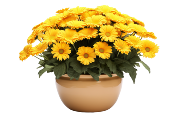 Pot of yellow daisy flowers on a white background isolated PNG