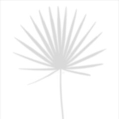 Obraz premium Transparent leaves shadow overlay effect