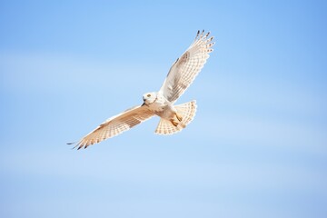 snowy owl in flight against a clear winter sky