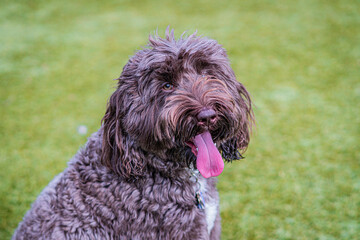 Beautiful Chocolate Labradoodle Dog