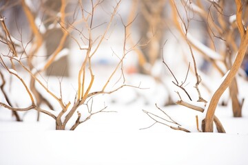 spindly branches of leafless shrubs on snow