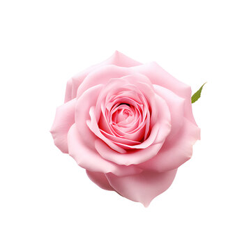 Pink rose isolated on png background.