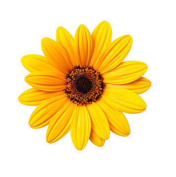 Gerbera daisy flowers on png background