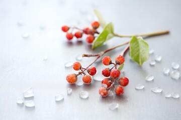 ice-encased salal berries with a backdrop of shadows