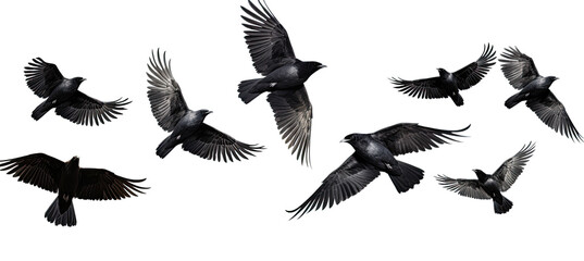 Obraz premium black birds Flying. Isolated on transparent background