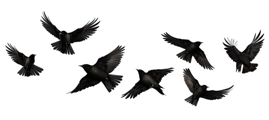 Fototapeta premium black birds Flying. Isolated on transparent background