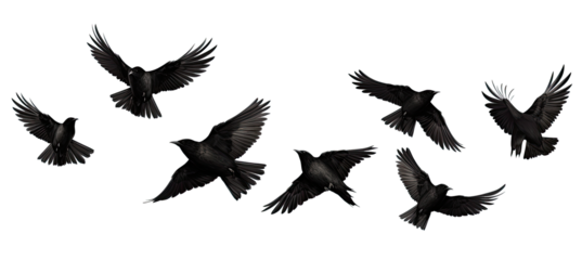 black birds Flying. Isolated on transparent background