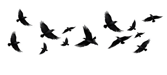 black birds Flying. Isolated on transparent background