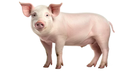 Fotobehang Pig standing side view. Isolated on white background ©  Mohammad Xte