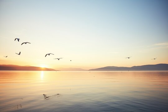 gulls flying over calm sea during sunrise © stickerside