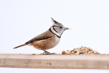 Haubenmeise im Winter mit Snack