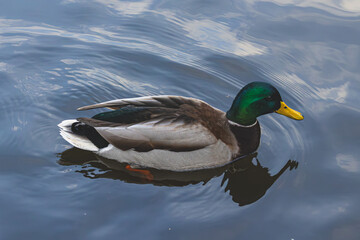 A duck on the mill pond in Trittau