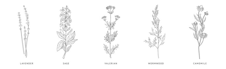 Medical Herbs and Plant Hand Drawn on Stem with Latin Names Vector Set